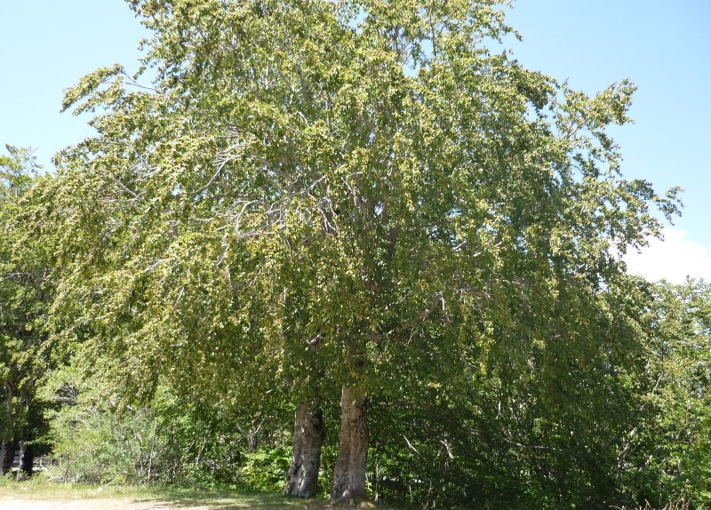 Fagus sylvatica / Faggio